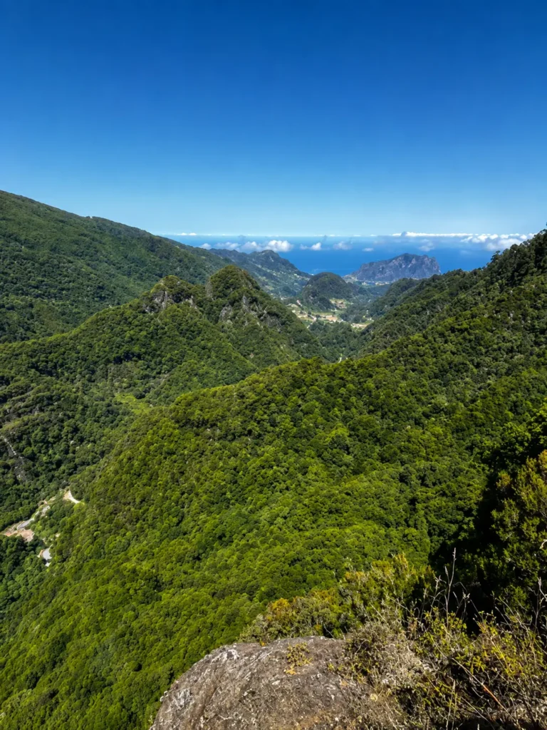 La forêt de Laurisilva et sa végétation dense
