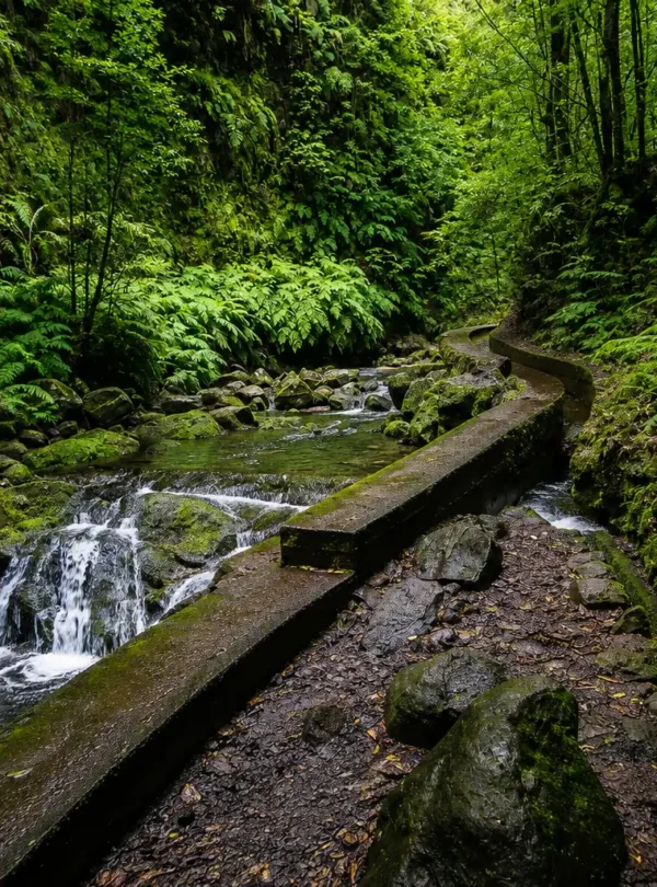 La forêt de Laurissilva