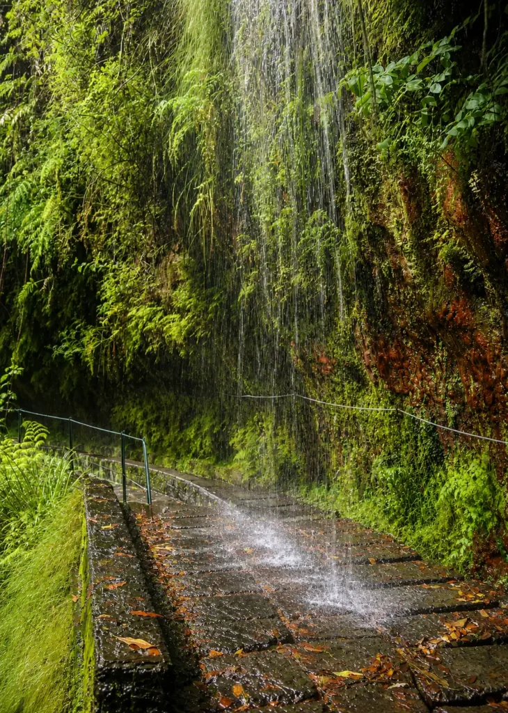 Le sentier au milieu de la végétation luxuriante