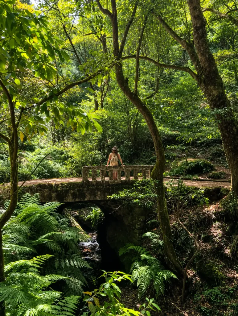 Les fougères le long du parcours