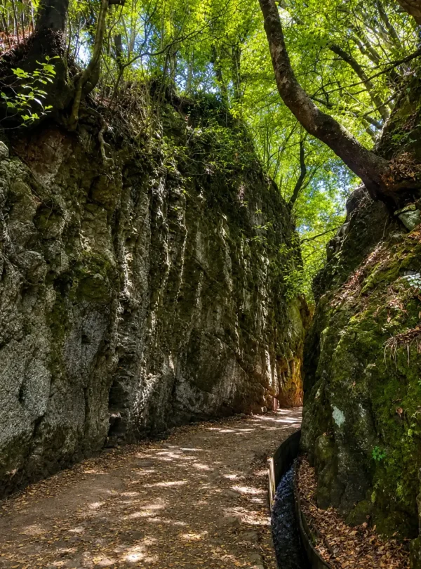 Les plantes endémiques le long du parcours